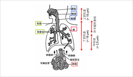 人の呼吸器と粒子の沈着領域（概念図）（出典：国立環境研究所）