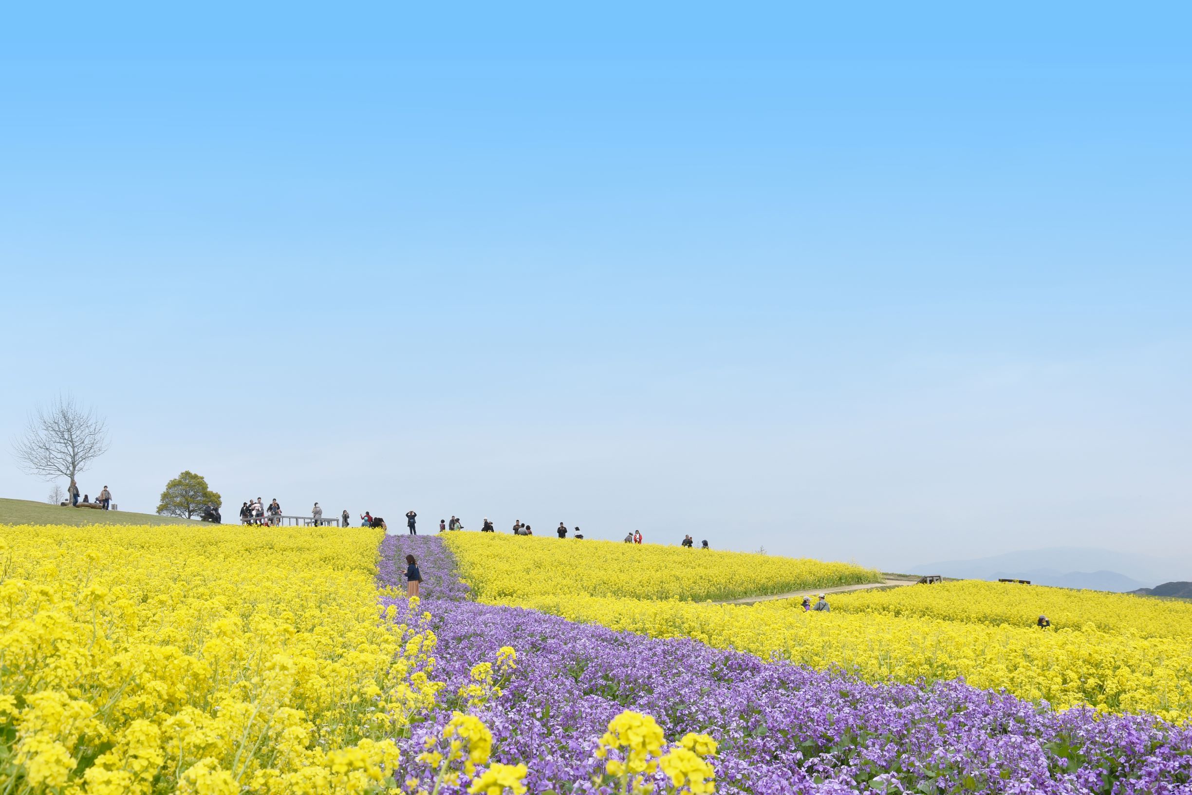 55あわじ花さじき写真.jpg