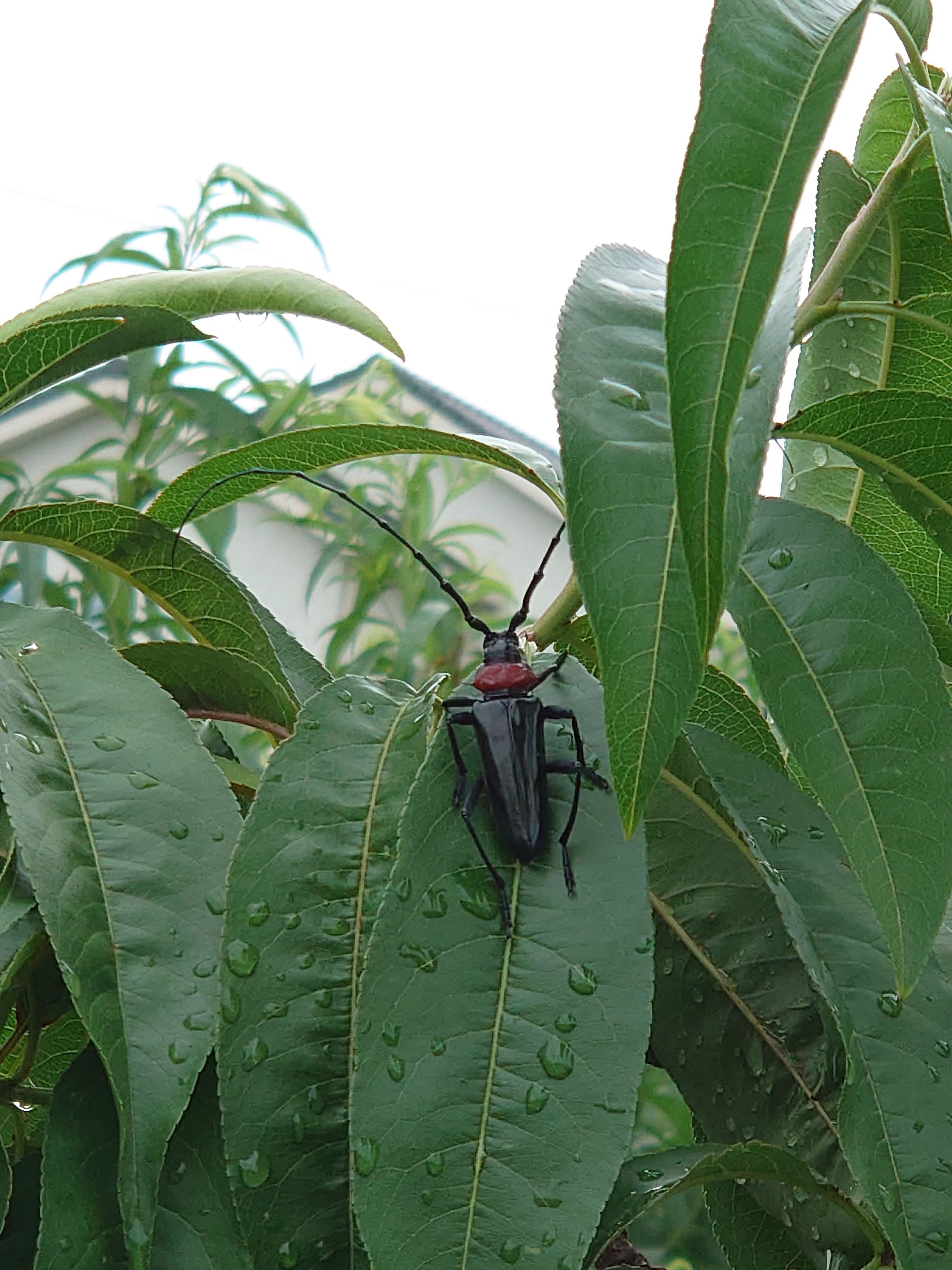 クビアカツヤカミキリ成虫02.JPG