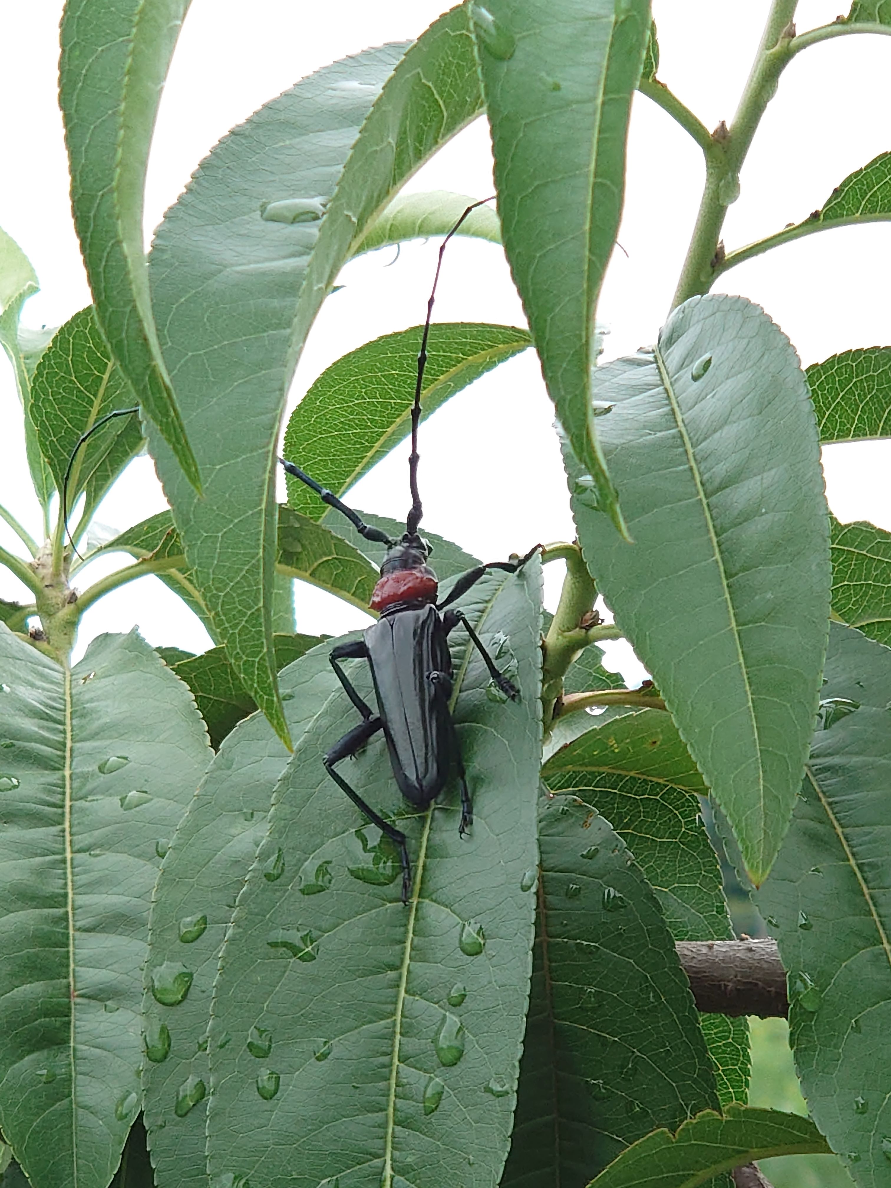 クビアカツヤカミキリ成虫03.JPG