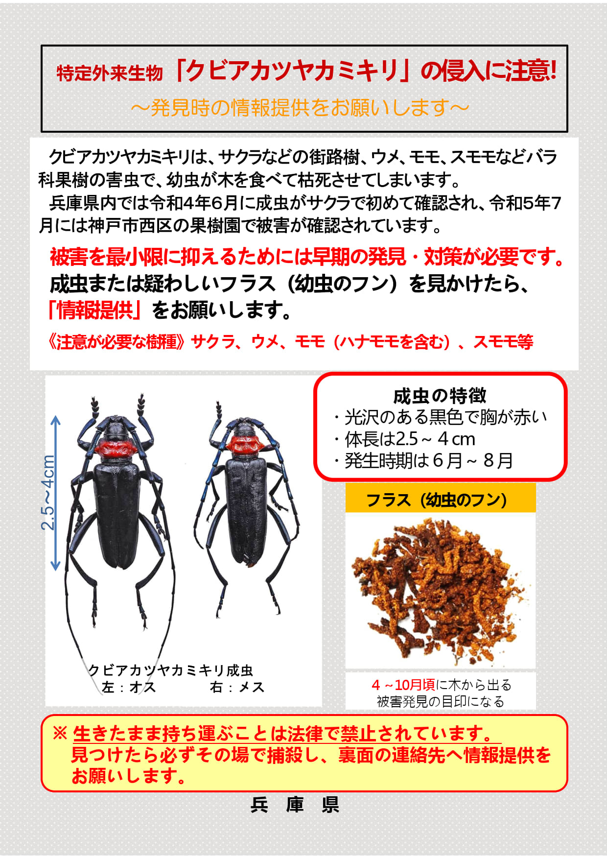 【農業改良課作成】クビアカツヤカミキリ啓発チラシR7（PDF版）_1.jpg