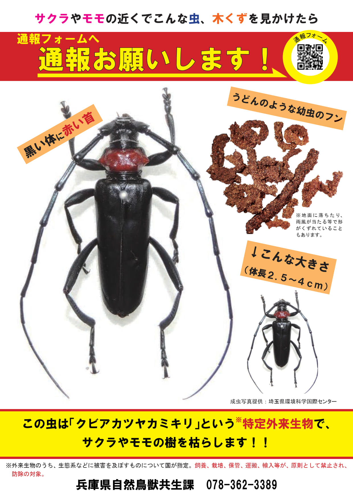 R8クビアカチラシ(成虫).jpg