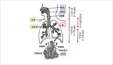 人の呼吸器と粒子の沈着領域(概念図)(出典:国立環境研究所)
